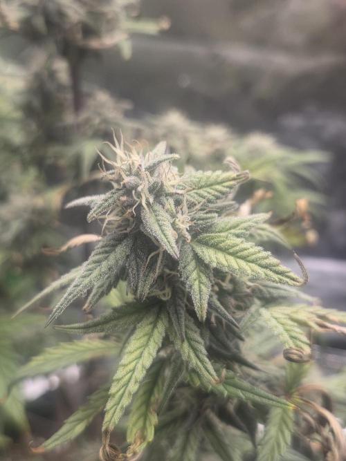 Mephisto Grow. Week 8 - MangO'z 