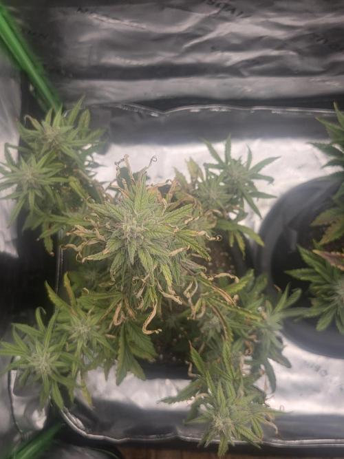 Mephisto Grow. Week 8 - MangO'z 