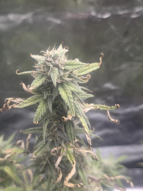 Mephisto Grow. Week 8 - MangO'z 
