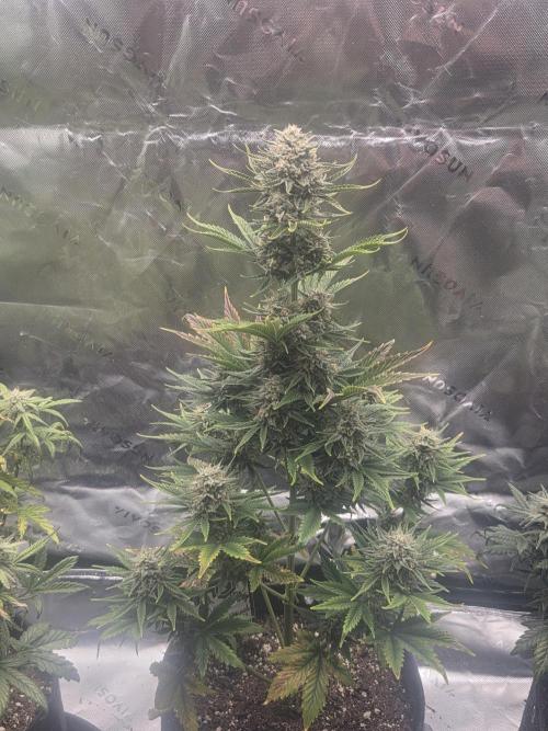 Mephisto Grow. Week 8 - Sour ScrumySquanch