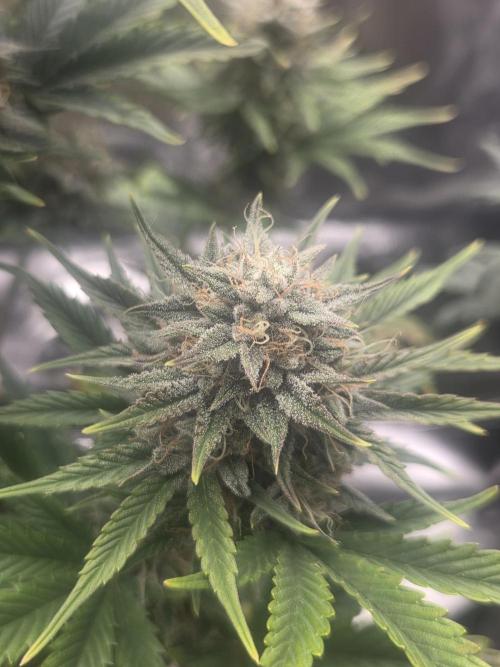 Mephisto Grow. Week 8 - Sour ScrumySquanch
