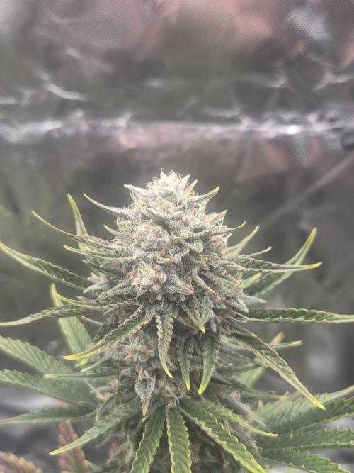 Mephisto Grow. Week 8 - Sour ScrumySquanch