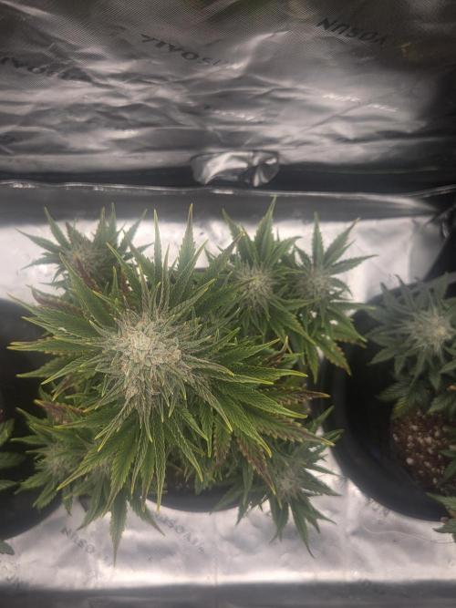 Mephisto Grow. Week 8 - Sour ScrumySquanch 