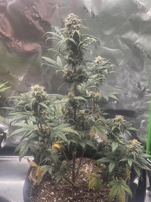 Mephisto Grow. Week 8 - OrangeO'z