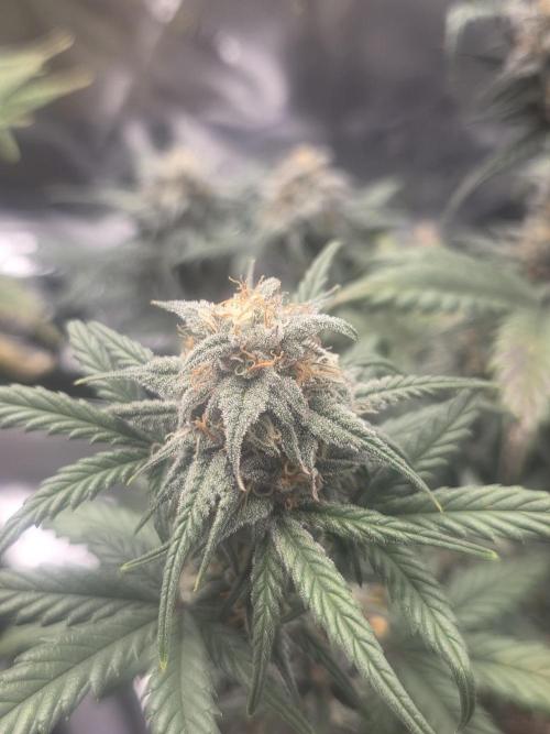 Mephisto Grow. Week 8 - OrangeO'z 