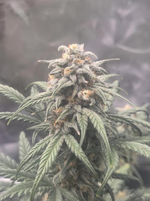 Mephisto Grow. Week 8 - OrangeO'z