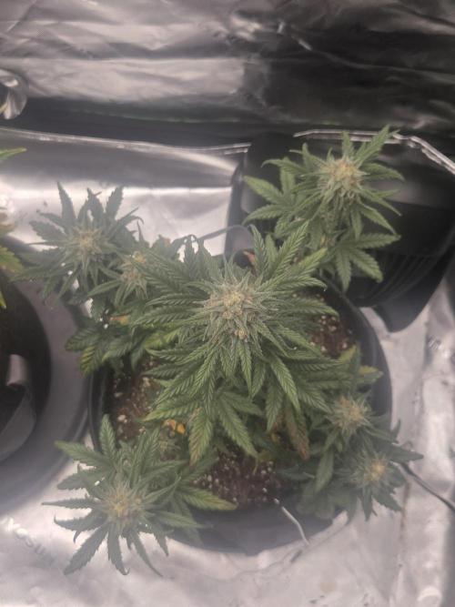 Mephisto Grow. Week 8 - OrangeO'z 