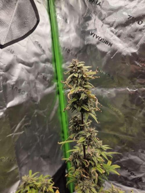 Mephisto Grow. Week 9 - MangO'z
