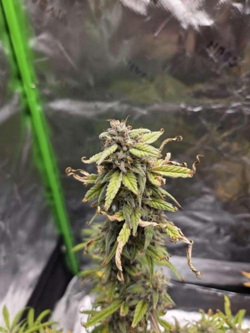 Mephisto Grow. Week 9 - MangO'z
