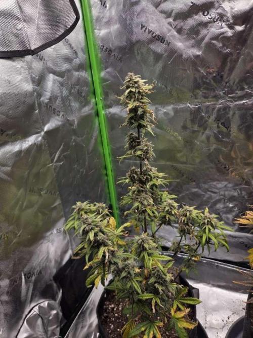 Mephisto Grow. Week 9 - MangO'z