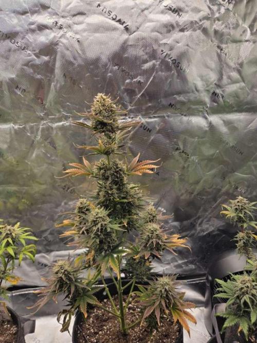 Mephisto Grow. Week 9 - Sour ScrumySquanch