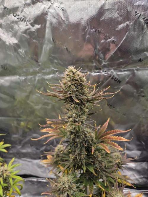 Mephisto Grow. Week 9 - Sour ScrumySquanch