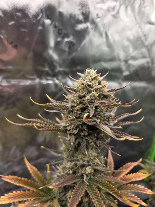 Mephisto Grow. Week 9 - Sour ScrumySquanch