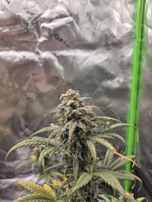 Mephisto Grow. Week 9 - OrangeO'z