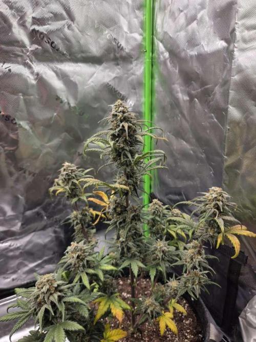 Mephisto Grow. Week 9 - OrangeO'z
