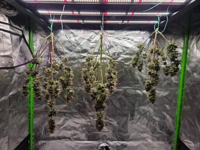 Mephisto Grow. Week 10