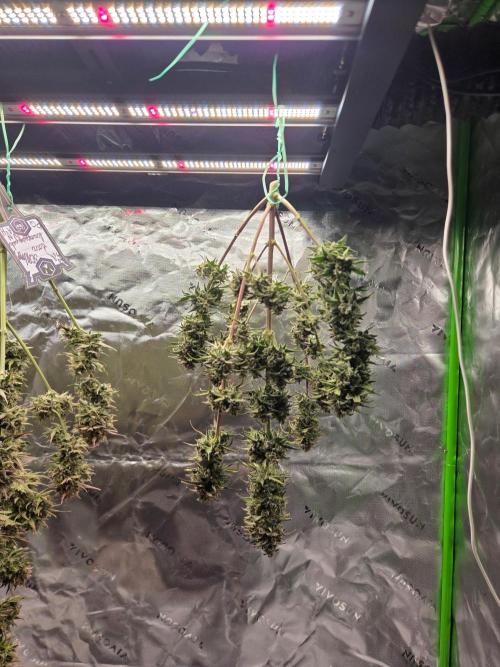 Mephisto Grow. Week 10