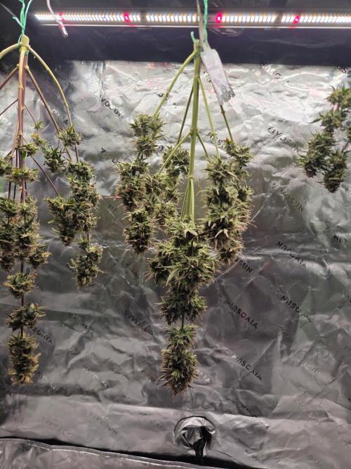 Mephisto Grow. Week 10