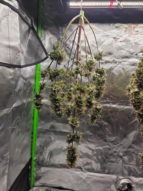 Mephisto Grow. Week 10