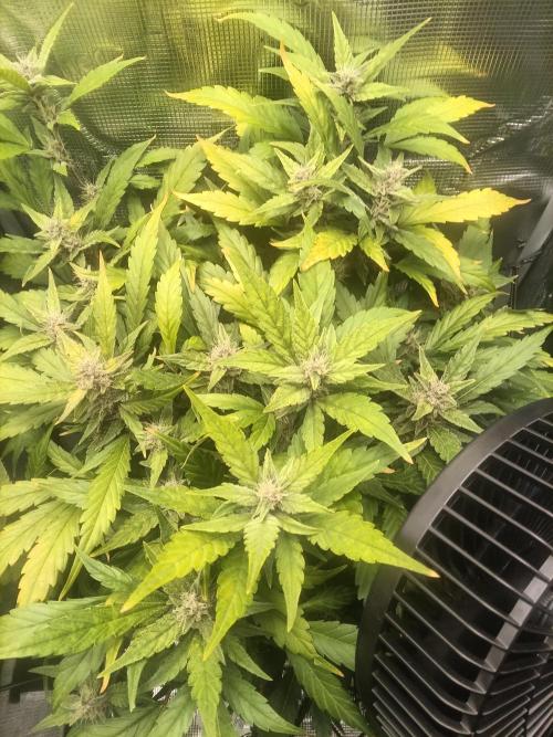 Purple lemonade first indoor grow ever. Week 3