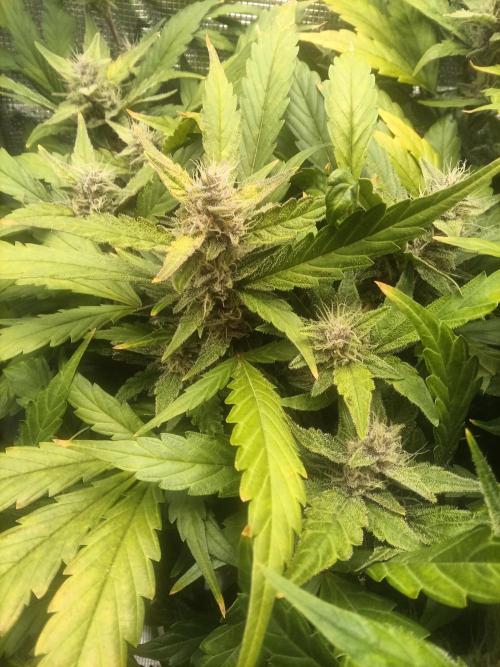 Purple lemonade first indoor grow ever. Week 3