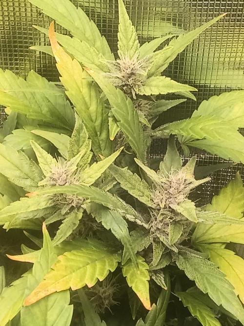 Purple lemonade first indoor grow ever. Week 3