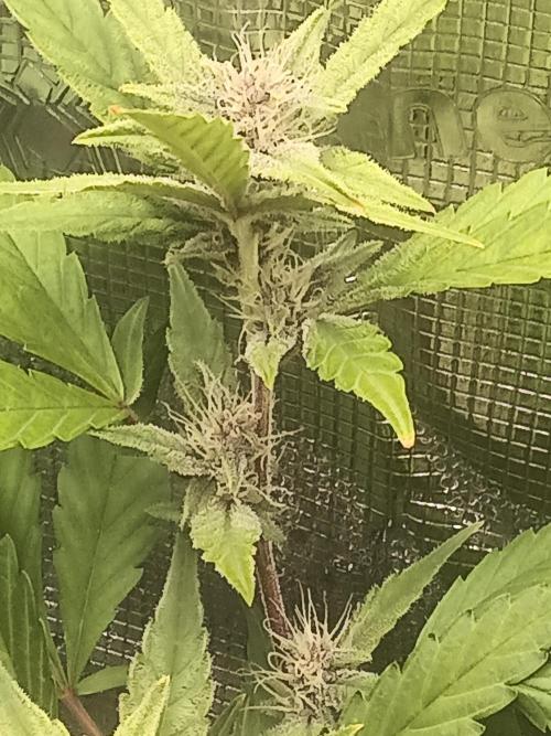 Purple lemonade first indoor grow ever. Week 3