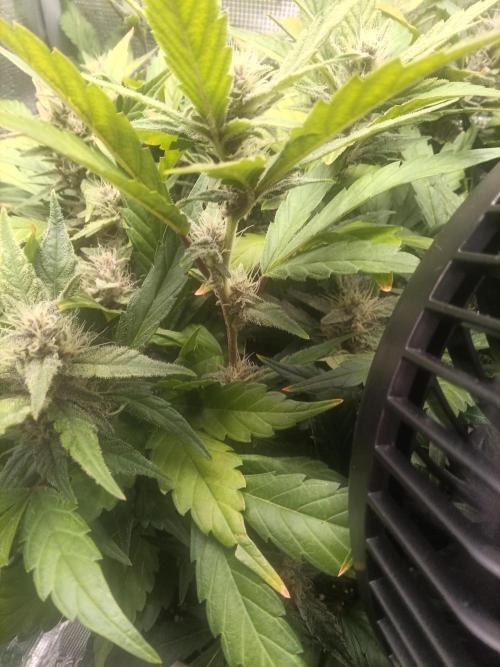 Purple lemonade first indoor grow ever. Week 3