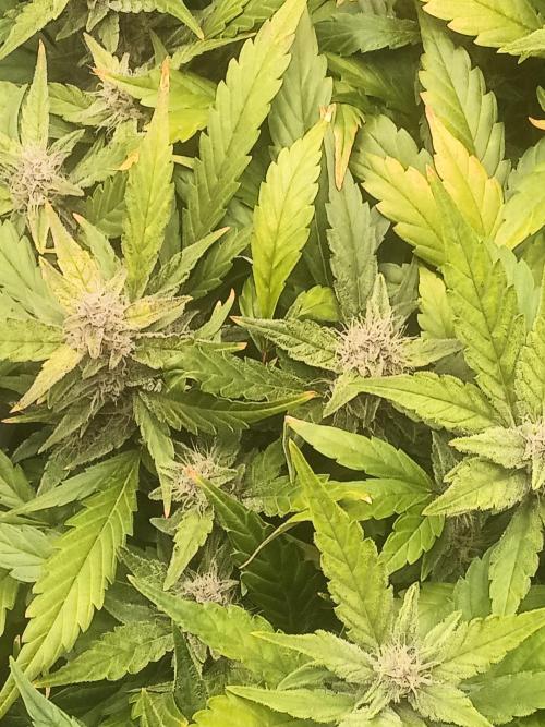 Purple lemonade first indoor grow ever. Week 3