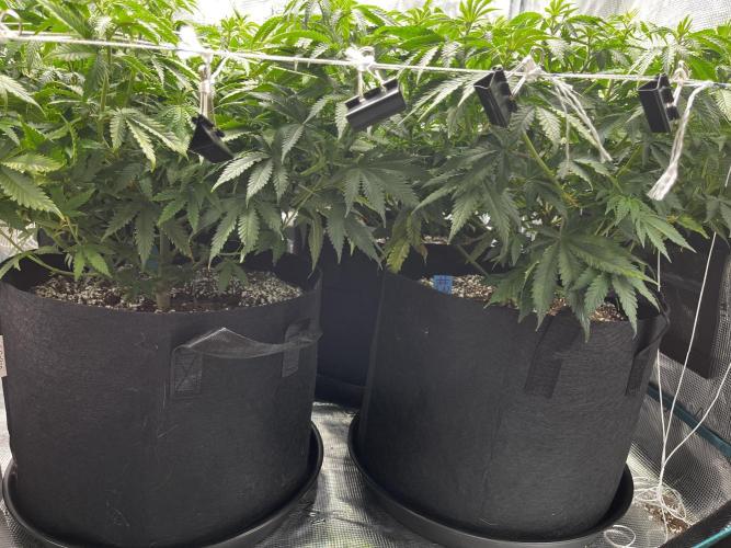 Planet of the Grapes First Grow. Week 9