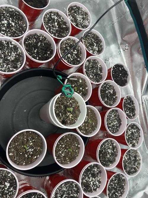 Planet of the Grapes First Grow. Week 0