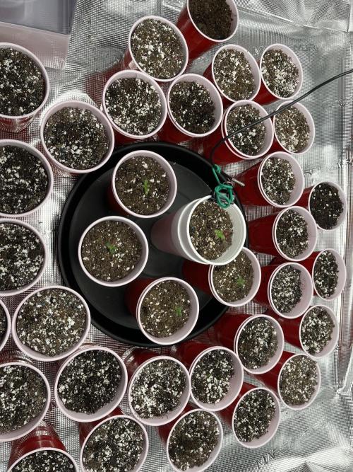 Planet of the Grapes First Grow. Week 0