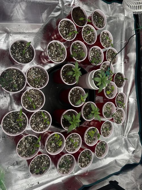 Planet Of The Grapes. Week 2