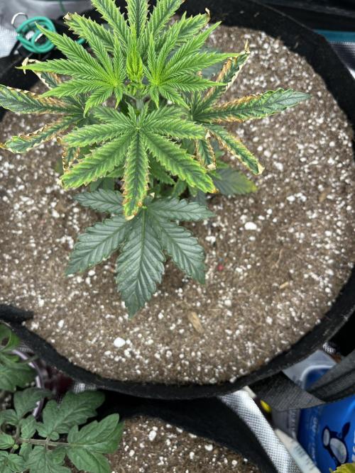 Planet Of The Grapes. Week 4