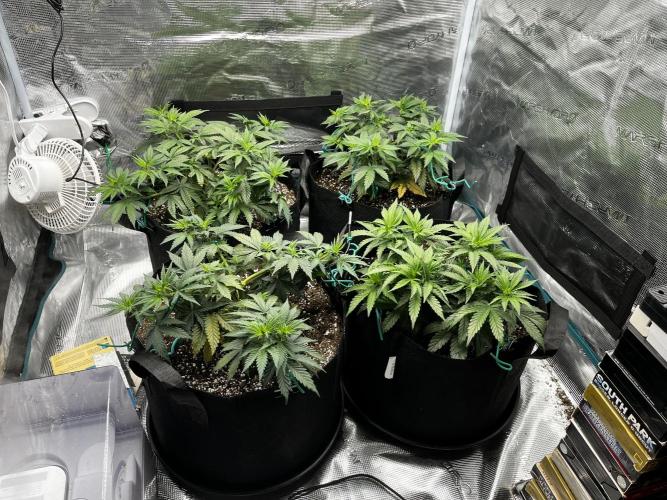 Planet Of The Grapes. Week 5