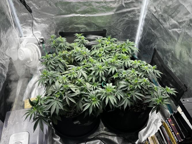 Planet Of The Grapes. Week 6