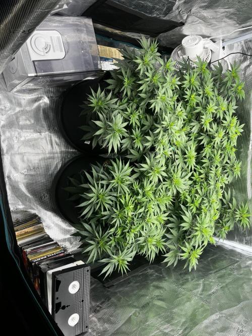 Planet Of The Grapes. Week 7