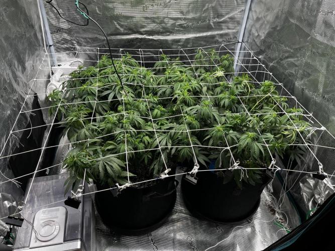 Planet of the Grapes First Grow. Week 8