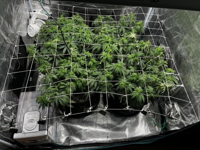Planet of the Grapes First Grow. Week 8