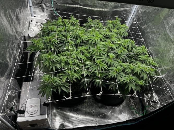 Planet of the Grapes First Grow. Week 8