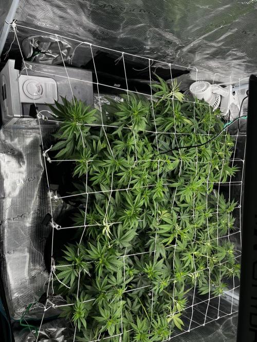 Planet of the Grapes First Grow. Week 8