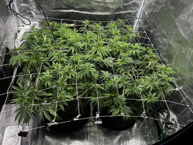Planet of the Grapes First Grow. Week 8