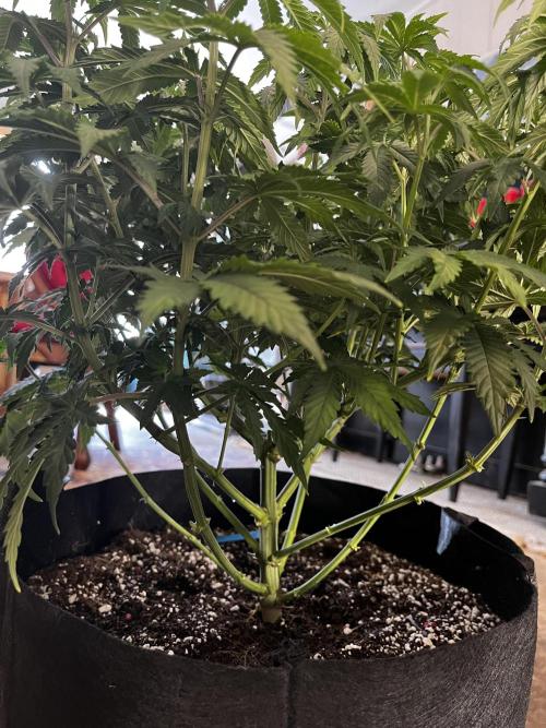 Planet Of The Grapes. Week 9