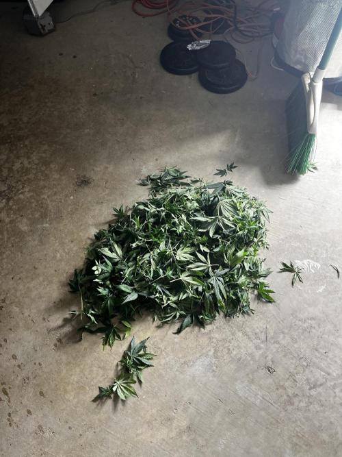 Planet of the Grapes First Grow. Week 9