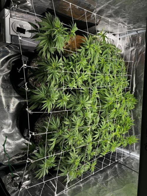 Planet Of The Grapes. Week 9