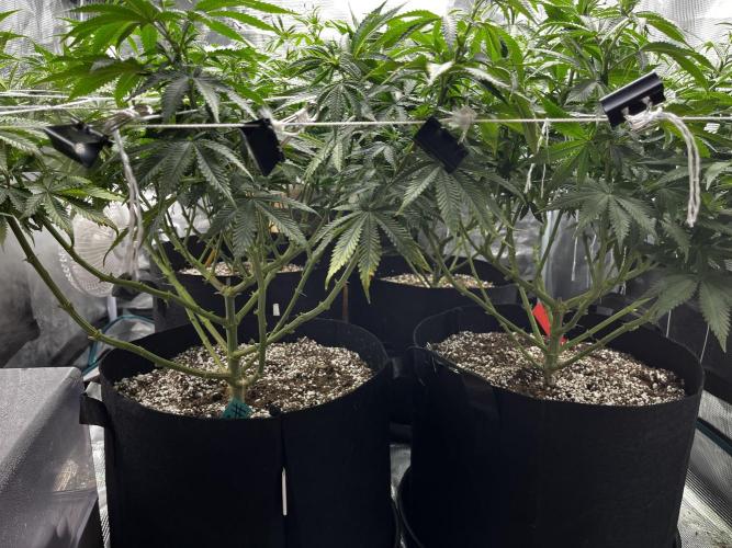 Planet of the Grapes First Grow. Week 10