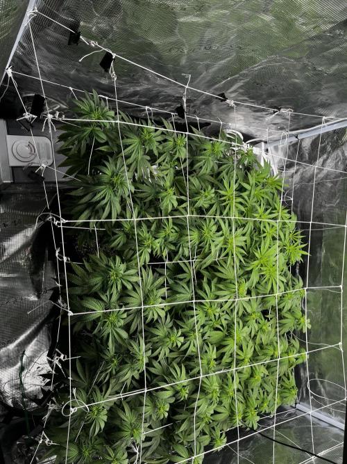 Planet Of The Grapes. Week 11