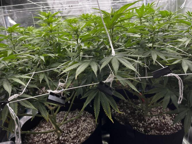 Planet of the Grapes First Grow. Week 12