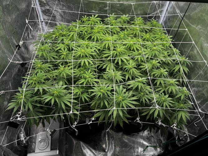 Planet of the Grapes First Grow. Week 12
