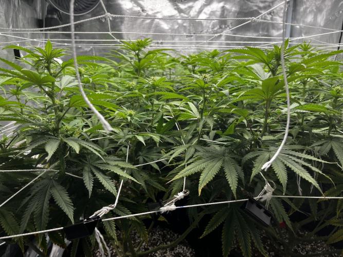 Planet of the Grapes First Grow. Week 12